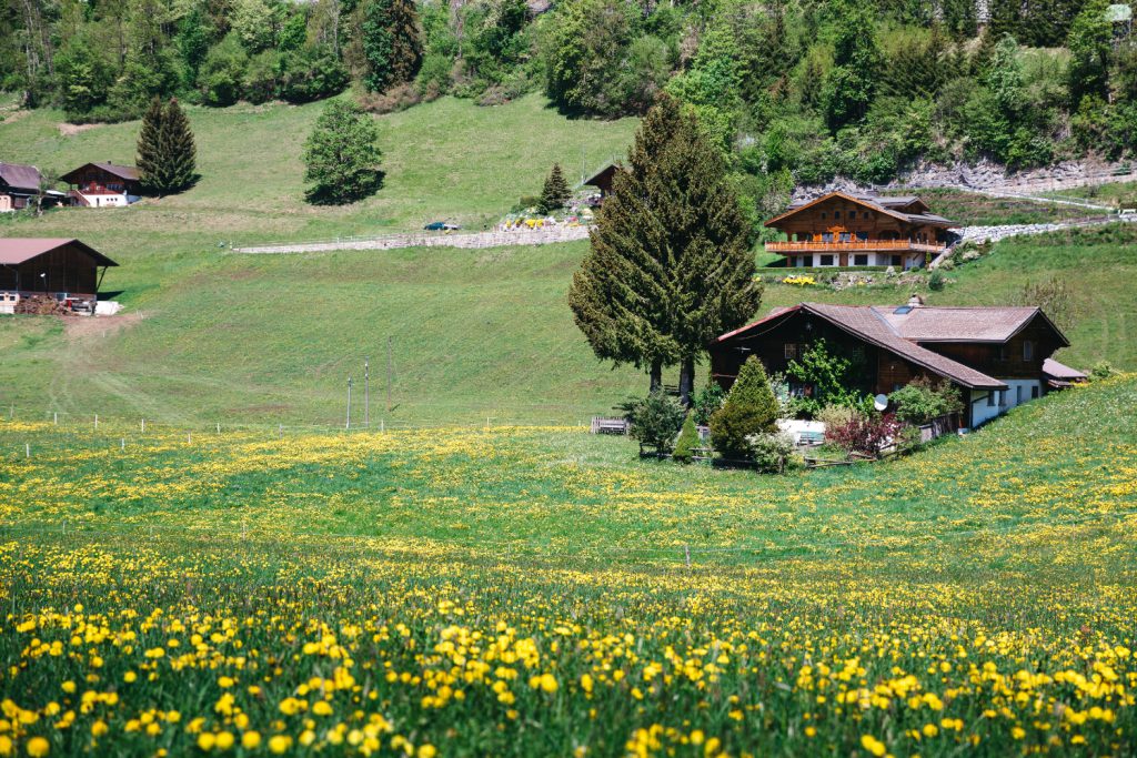 Domek na wynajem Zieleniec
