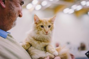 zdjęcie rudego kota na rękach mężczyzny