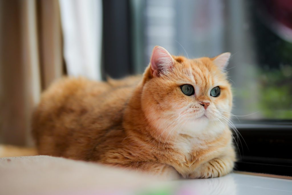 zdjęcie leżącego rudego kota