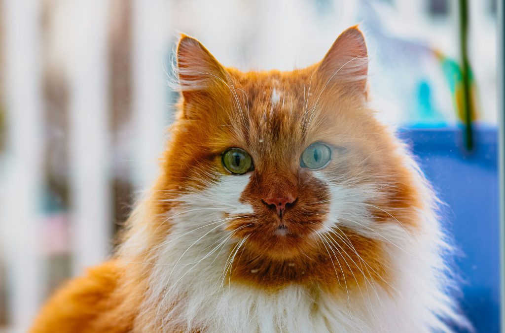 zdjęcie rudo białego kota