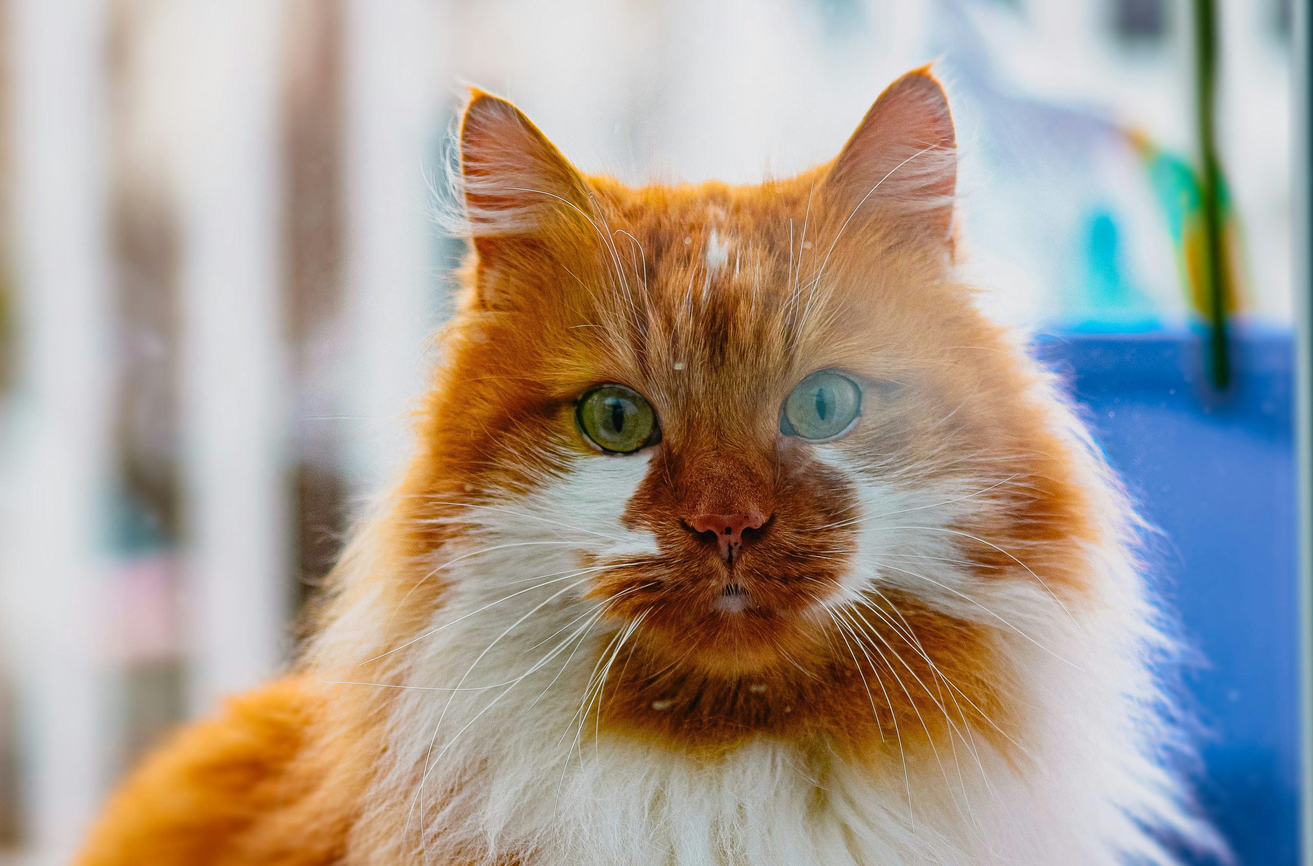 zdjęcie rudo białego kota