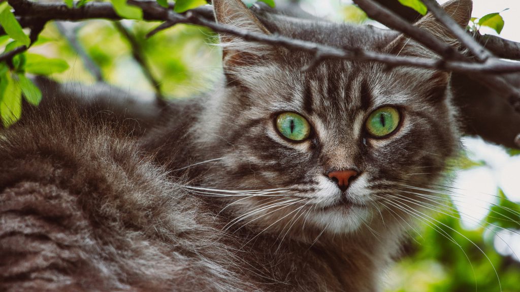zdjęcie kota z zielonymi oczyma