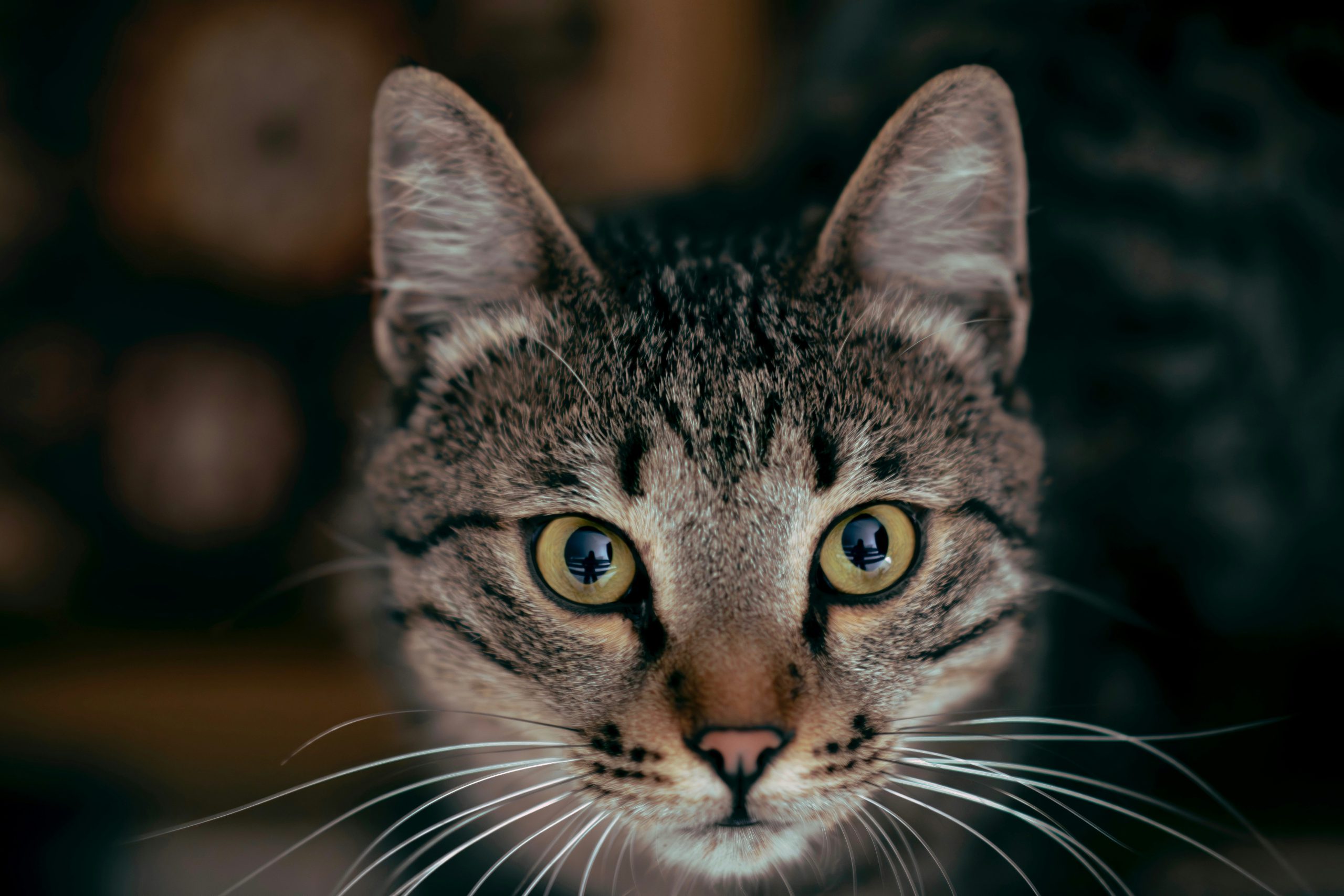 zdjęcie kota patrzącego do kamery