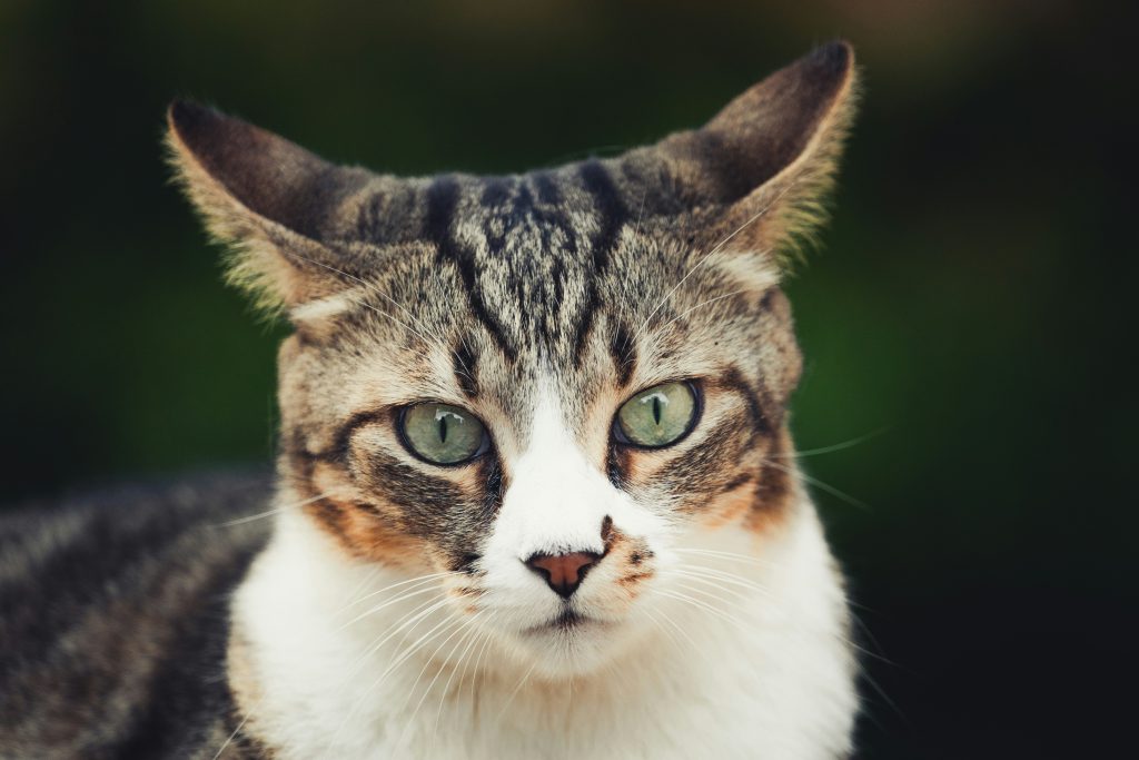 zdjęcie kota patrzącego do kamery