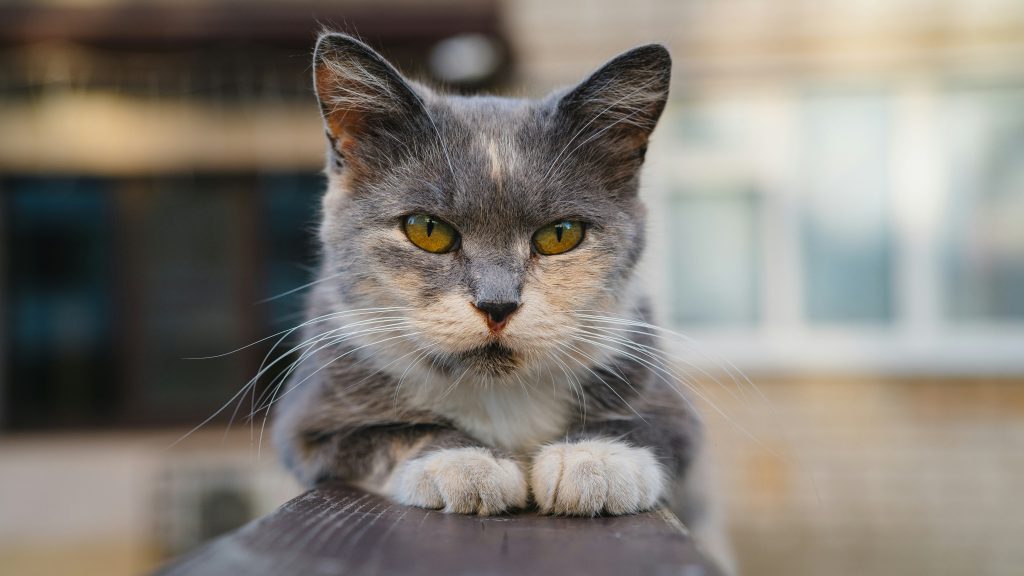 zdjęcie kota patrzącego do kamery